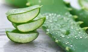 LIDAH BUAYA BISA DI JUS? TERNYATA SEGAR DAN BISA MENCEGAH PENUAAN