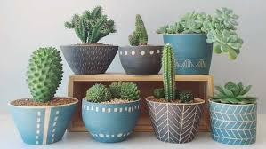 Suka Merawat Kaktus? Ini 5 Cara Mudah Merawatnya agar Tidak Cepat Mati