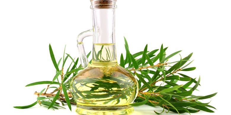 Menghilangkan Kutu Rambut dengan Minyak Kayu Putih, Efektifkah?