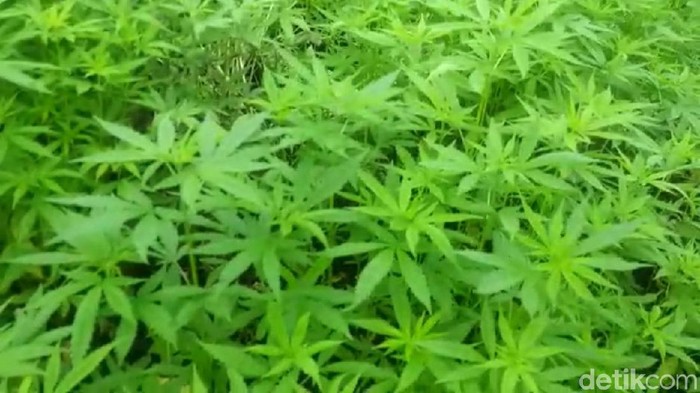 Polri ke Kementan: Ganja Bukan untuk Kepentingan Obat