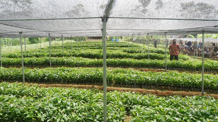 BI Berencana Tanam 1 Juta Bibit Kopi di Banjarnegara